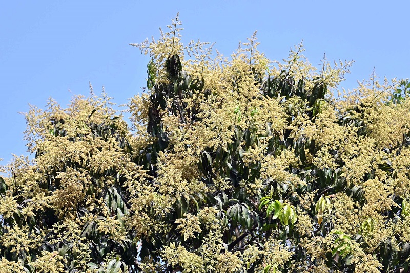 गोव्यात एप्रिलपर्यंत तयार होणार आंब्याचे पीक!