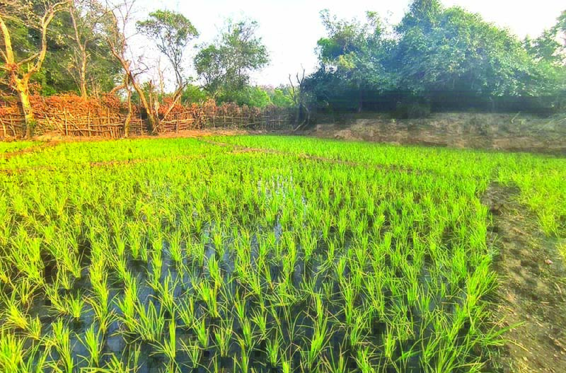 पुरण शेती: गोव्याच्या परंपरेचे पुनरुज्जीवन