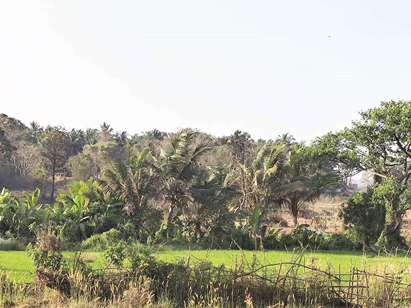 सार्जोरा गावातून माझा  रोजचा प्रवास