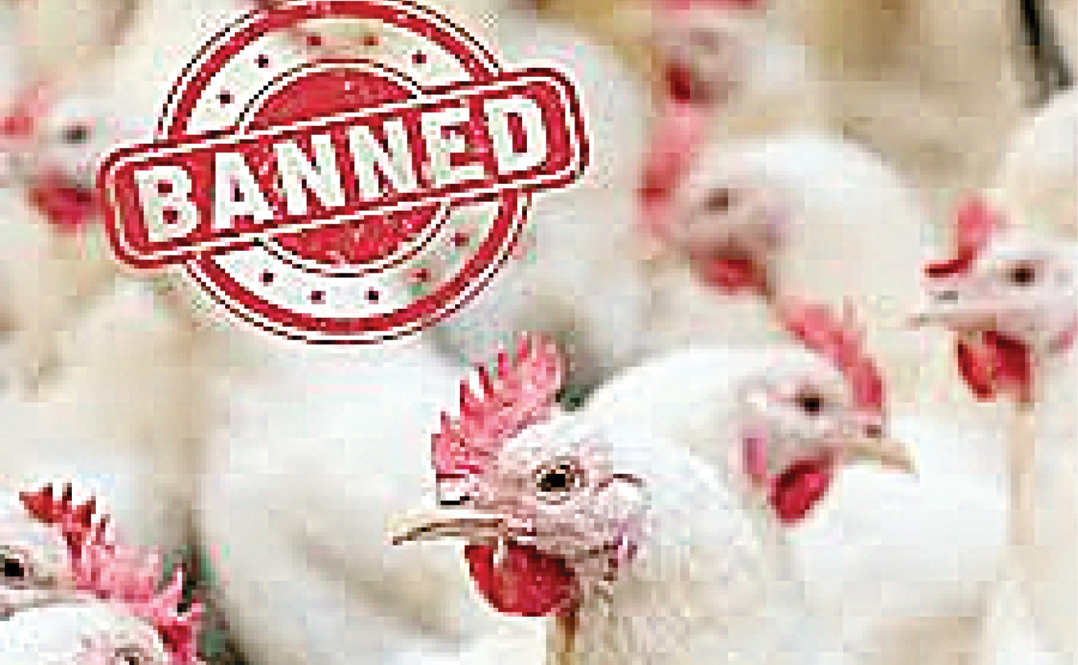 ४० देशांच्या पोल्ट्री उत्पादनांवर बंदी