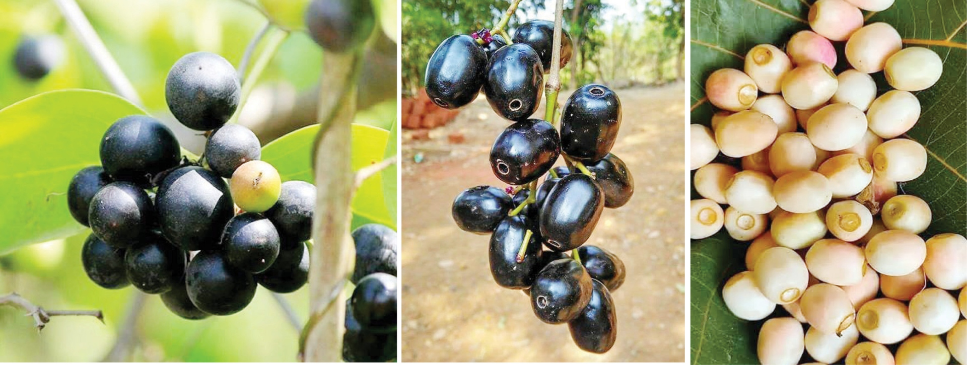 रानमेवा