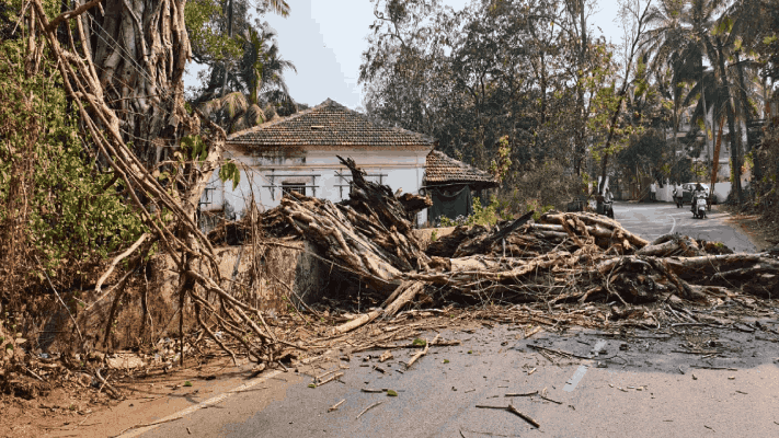 मार्ना-शिवोली येथे रस्त्यावर वडाची फांदी पडून दोन विद्यार्थी जखमी