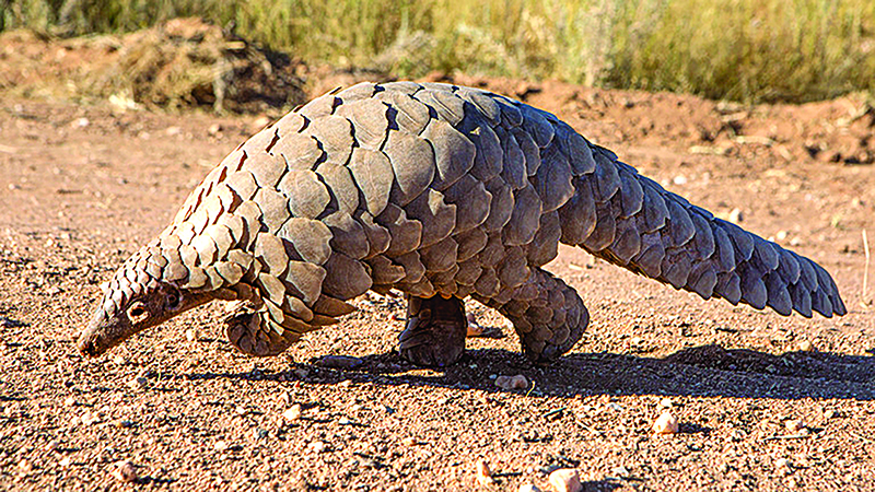 ​अंधश्रद्धेचा बळी  खवले मांजर
