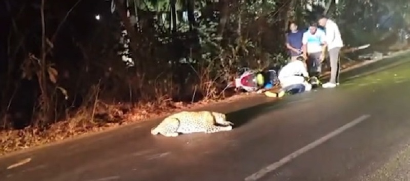 कारापूर सर्वण येथे बिबट्याची दुचाकीला धडक बसून भाऊ- बहीण जखमी