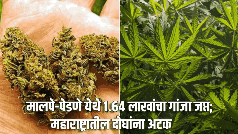 मालपे-पेडणे येथे १.६४ लाखांचा गांजा जप्त; महाराष्ट्रातील दोघांना अटक