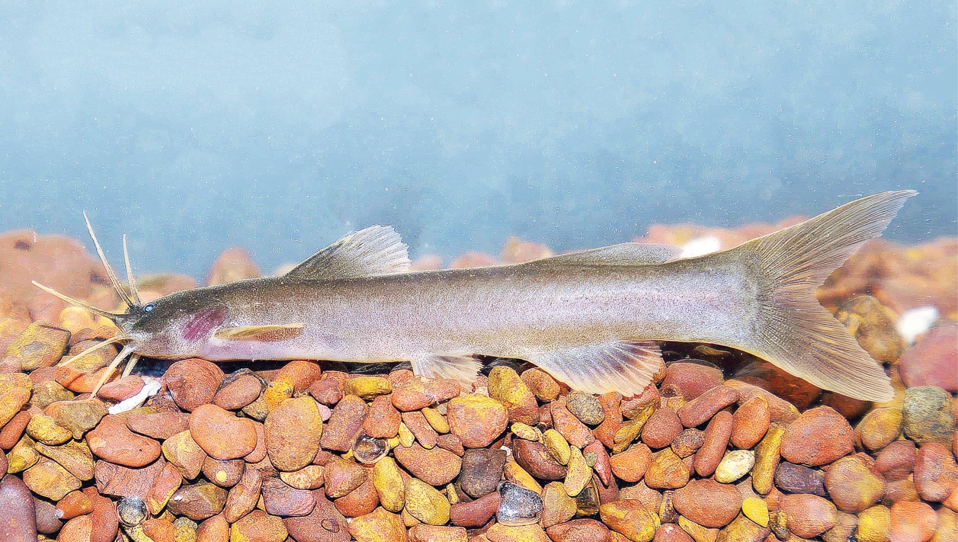 पश्चिम घाटात 'अम्लीसेप्स वायव्य' या नव्या माशाचा शोध