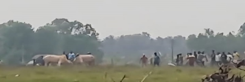 बाणावलीत पुन्हा ‘धिरयो’चे आयोजन, व्हिडिओ व्हायरल झाल्याने प्रकार उघड