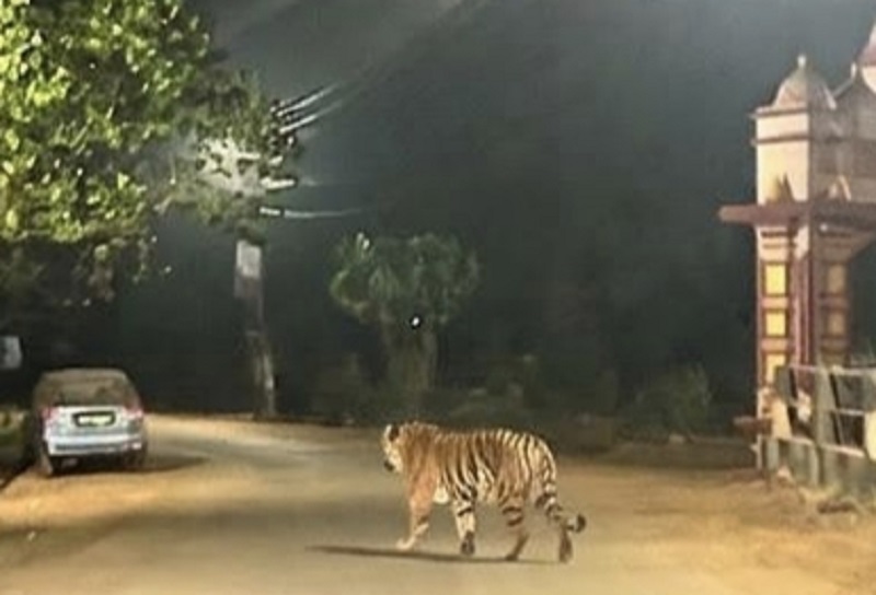 हरमल देऊळवाडा भागात पट्टेरी वाघाचे दर्शन