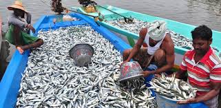 पाच वर्षांत पापलेट, इसवण, मोरी, खेकड्यांच्या उत्पादनात घट