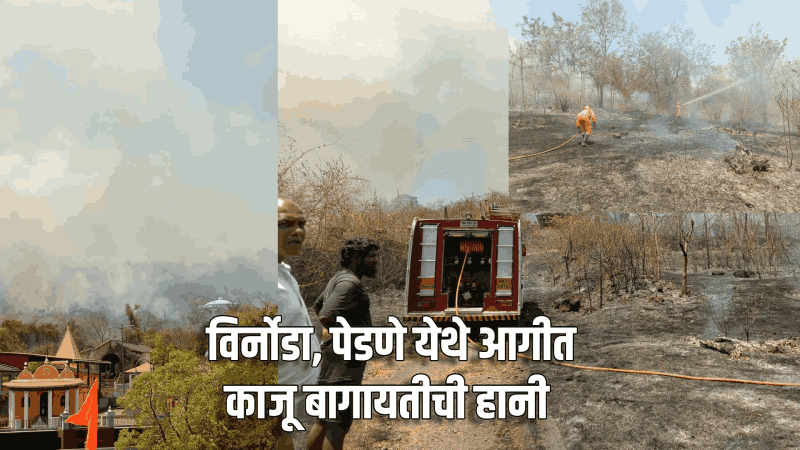 विर्नोडा, पेडणे येथे आगीत काजू बागायतीची हानी