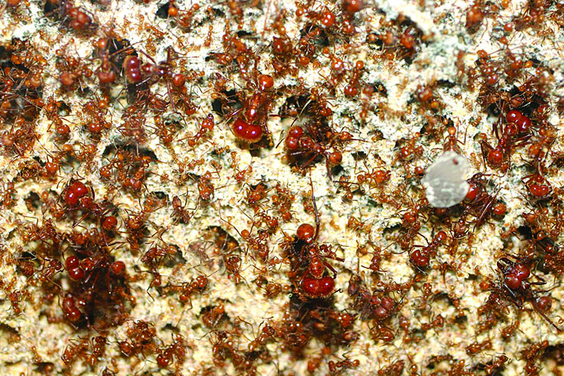 मुंग्यांची अनोखी  दुग्धशेती