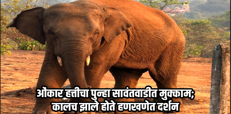 गोवा-महाराष्ट्र सीमेवर 'ओंकार'चा वावर वाढला; प्रशासनासमोर मोठे आव्हान उभे