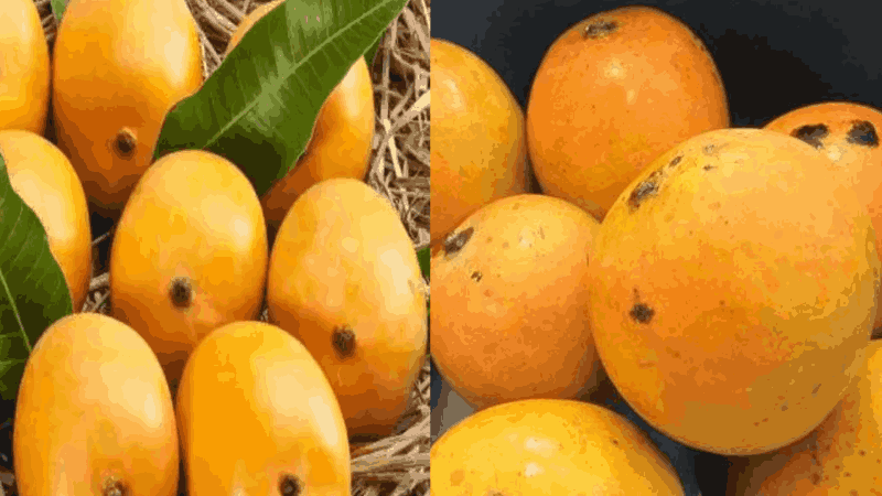 पणजी बाजारात मानकुरादचे दर घसरले; ३ हजार रुपये डझन