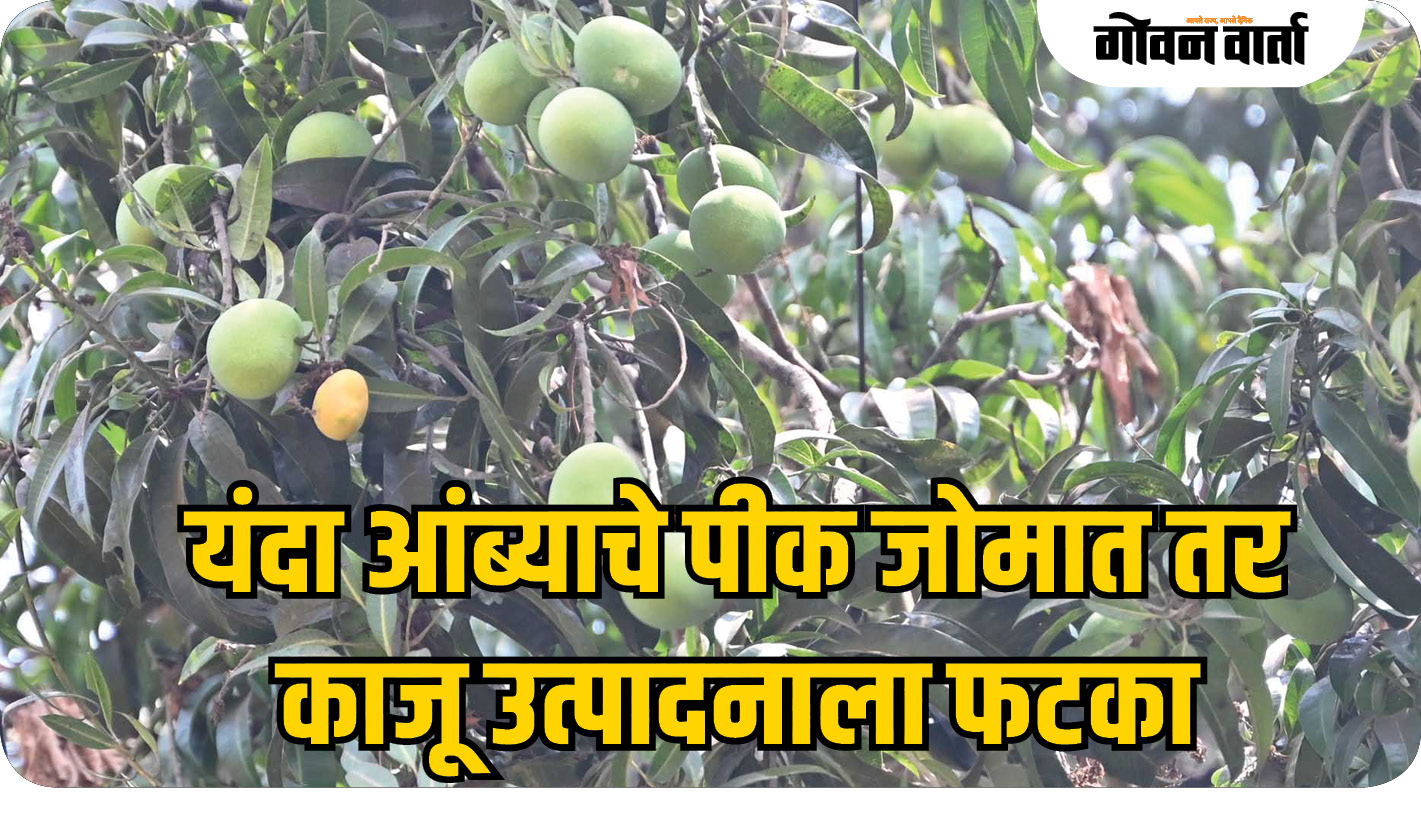 यंदा आंब्याचे पीक जोमात तर काजू उत्पादनाला फटका