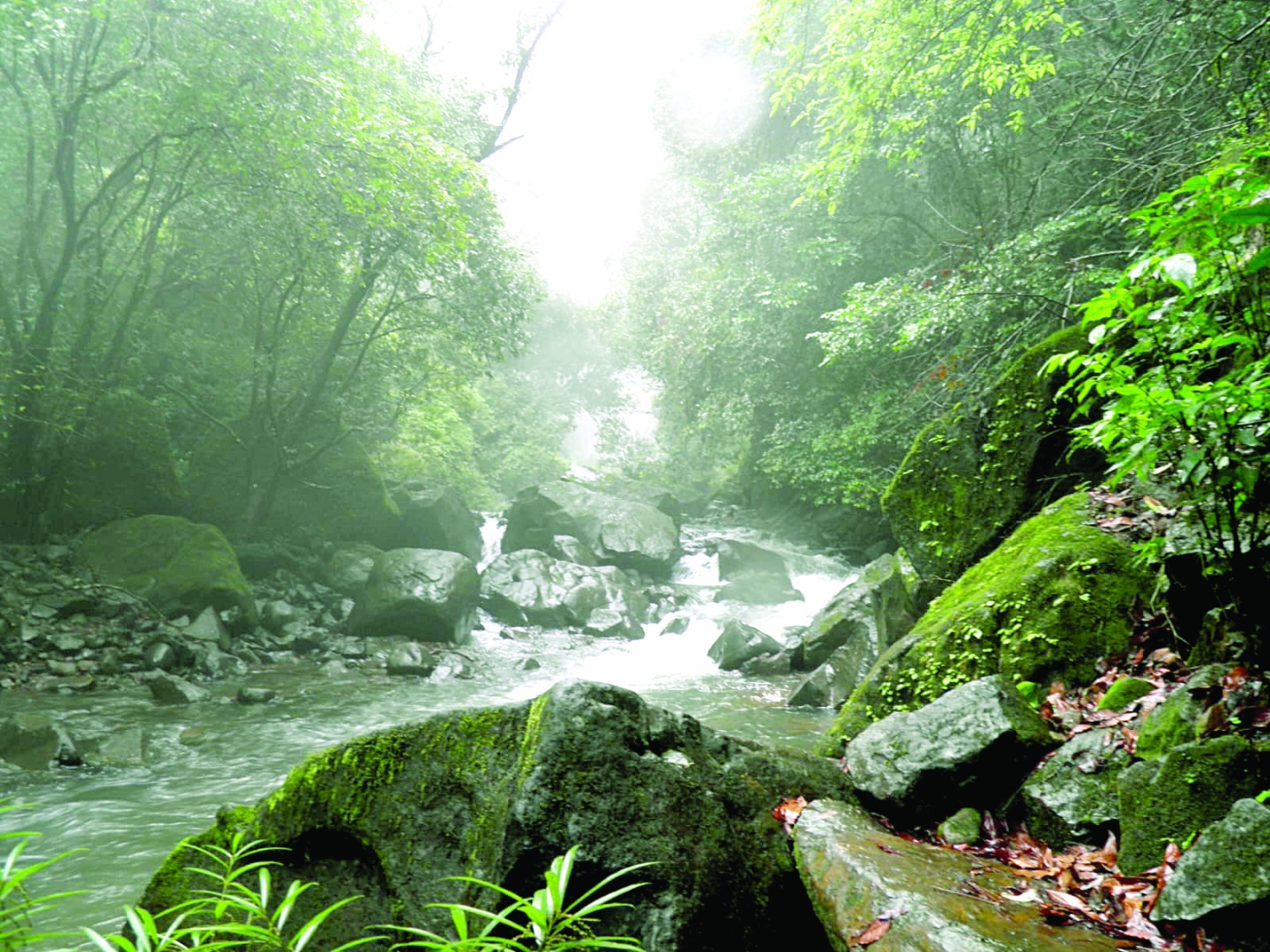 चोर्ला घाट मधील क्षेत्रभेट : माझ्या पीएचडी. प्रवासातील अविस्मरणीय अनुभव