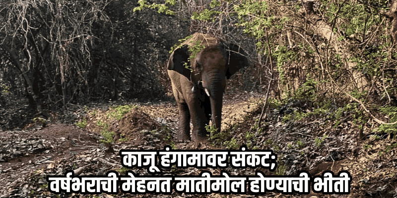 'तो' पुन्हा आलाय! 'ओंकार' हत्ती मोपात दाखल