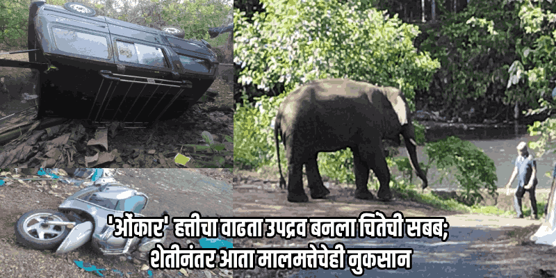 कडशी-मोपा परिसरात ओंकार हत्तीचा धुमाकूळ; वाहनांचे केले नुकसान