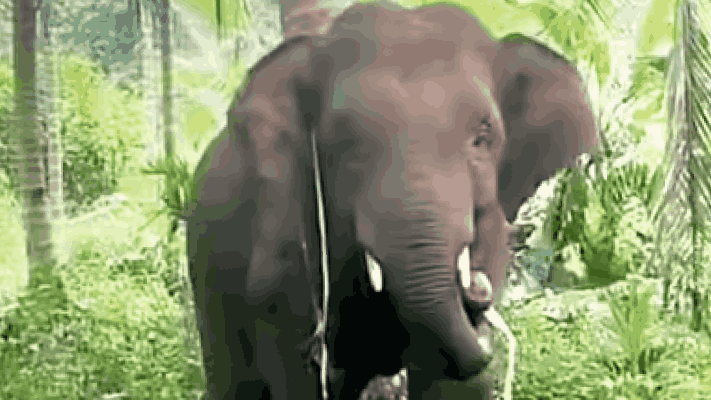 ओंकारचा कायमस्वरूपी बंदोबस्त करावा