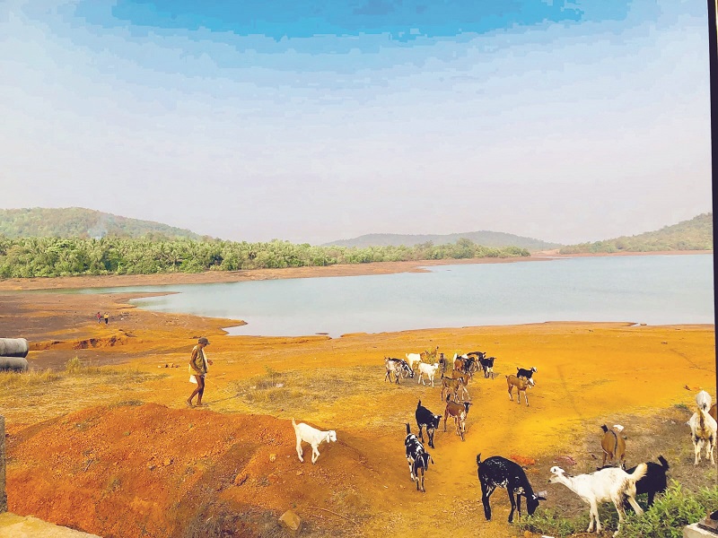 आमठाणे धरणाची सफर काजूची वाट, निरोचा गोडवा आणि डोंगरकाठचं जीवन