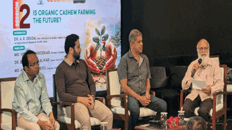 राज्यातील सेंद्रिय काजू उत्पादकांना सुवर्ण संधी