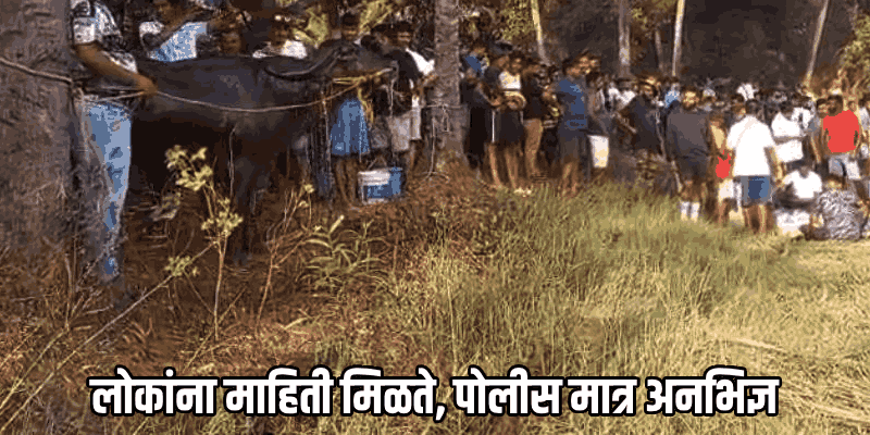 कायद्याला केराची टोपली दाखवत कोलवा येथे 'धिरयो' आणि 'गडगडो' खुलेआम सुरू!