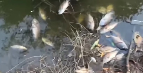 मळा तलावातील ऑक्सिजनचे प्रमाण घटल्याने माशांचा मृत्यू?