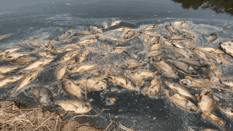 सांडपाण्याच्या प्रदूषणामुळे मळा तलावातील मासे मृत: महापौर