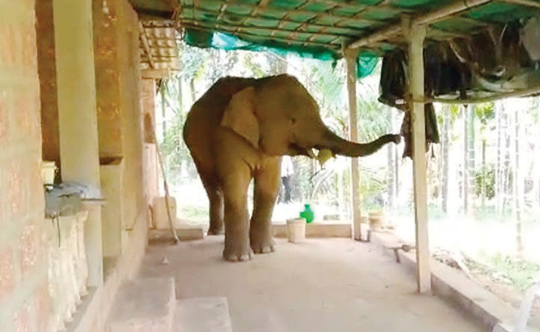 ओंकार हत्तीचा ‘फुटबॉल’