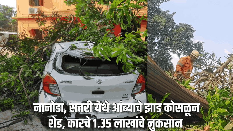 नानोडा, सत्तरी येथे आंब्याचे झाड कोसळून शेड, कारचे १.३५ लाखांचे नुकसान