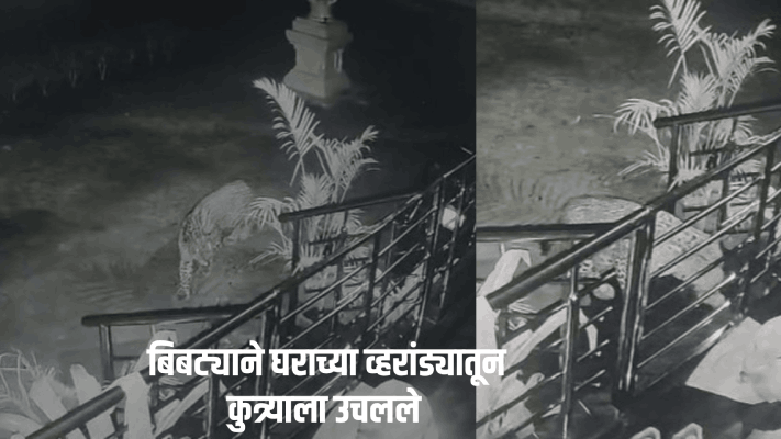 हरमल-पेडणे येथे बिबट्याचा धुमाकूळ; घराच्या व्हरांड्यातून कुत्र्याला उचलले