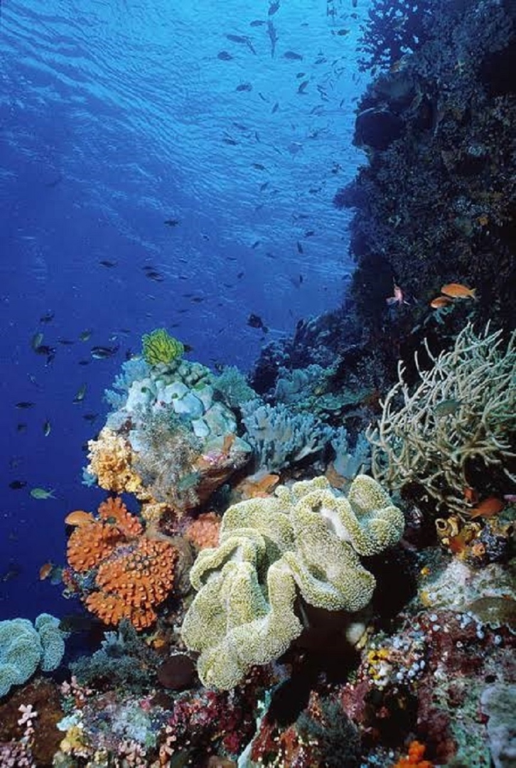 समुद्राखालील  अदृश्य विश्व प्रवाळभित्तींमध्ये लपलेले अज्ञात जीवन