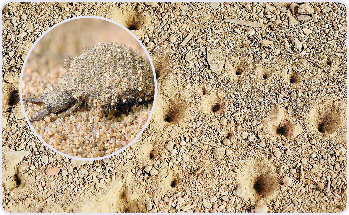 अँटलायन