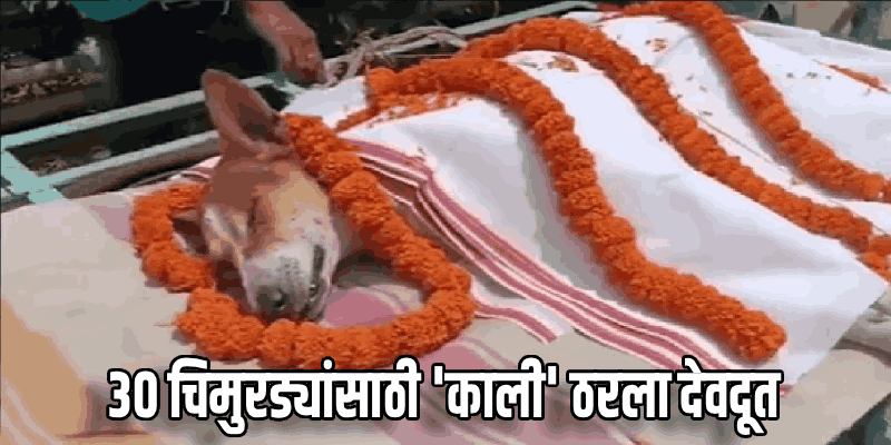 ओडिशा : बालवाडीच्या ३० चिमुरड्यांसाठी 'काली' बनला देवदूत; सापाशी झुंजताना मृत्यू