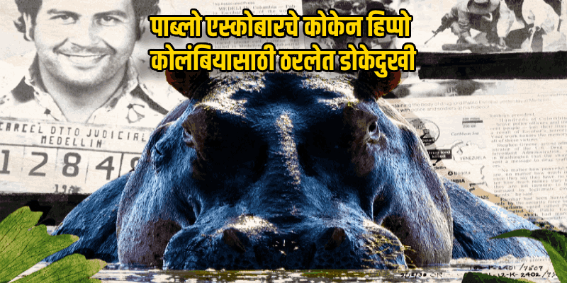पाब्लो एस्कोबारचे ८० 'कोकेन हिप्पो' आता गुजरातच्या वनतारात येणार?