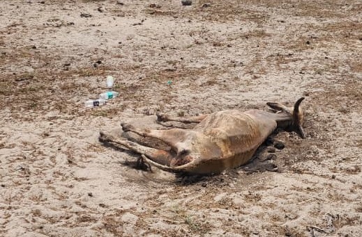वेळ्ळी येथे उष्माघाताने त्रस्त गायीला सतर्क नागरिकामुळे जीवदान
