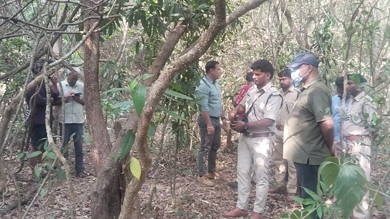 साकोर्डा जंगलात आढळला मृत पट्टेरी वाघ