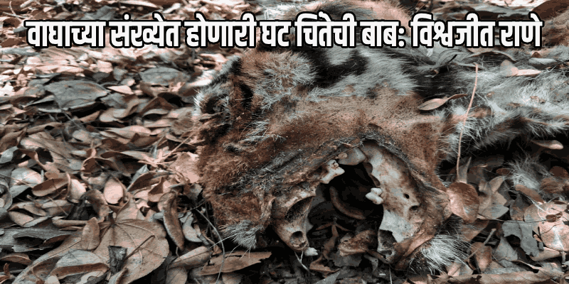साकोर्डाच्या जंगलात सापडलेल्या वाघाच्या सांगाड्याबाबत सरकारने मागवला अहवाल
