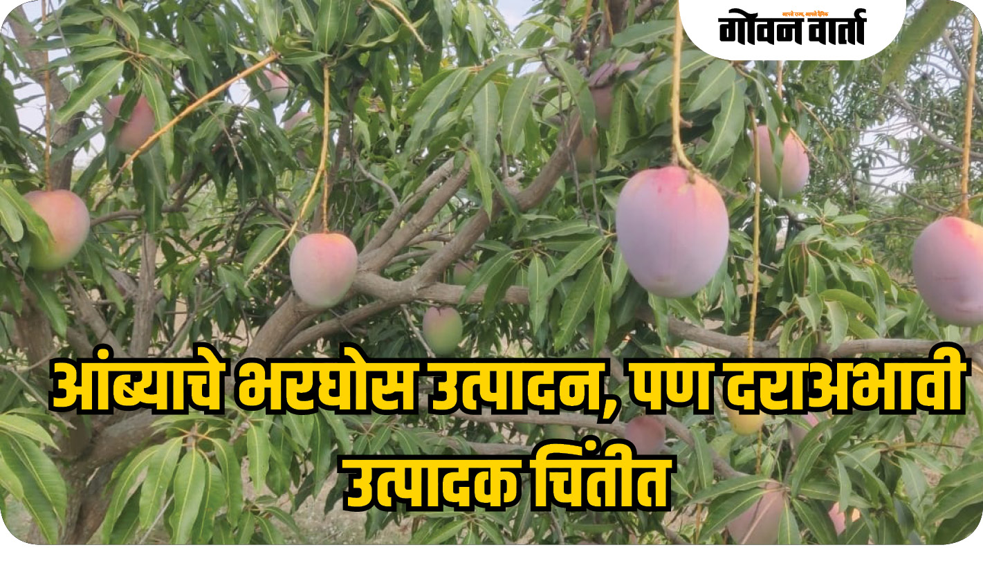 आंब्याचे भरघोस उत्पादन, पण दराअभावी उत्पादक चिंतेत