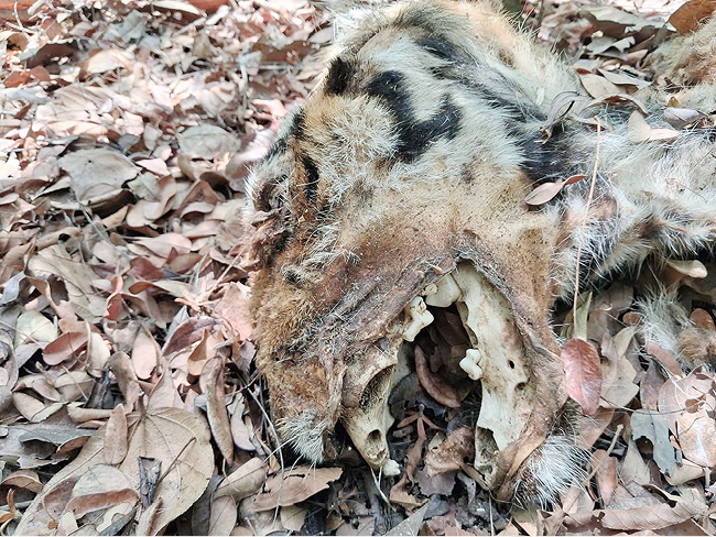गोव्यातील सहा वाघांचे मृत्यू