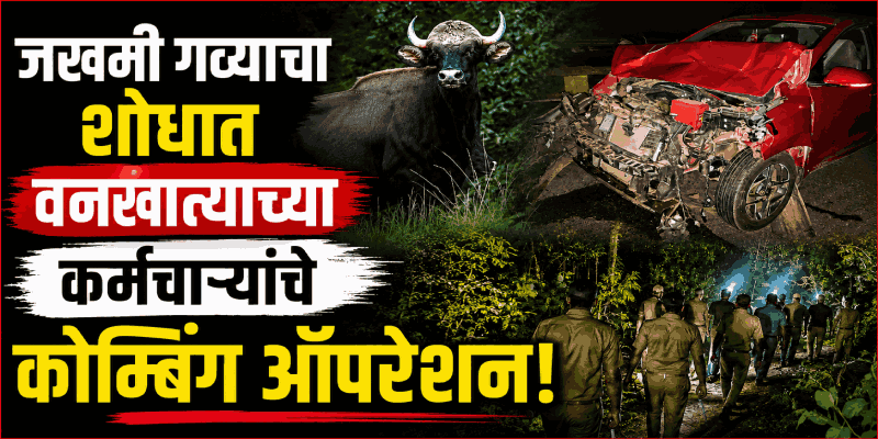 बेतोडा-बोरी बायपासवर गव्याची कारला जोरदार धडक