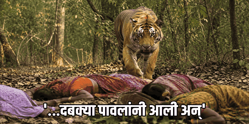 चंद्रपुरच्या जंगलात पाने वेचण्यास गेलेल्या महिलांसमोर काळ बनून आली वाघीण; चौघी ठार