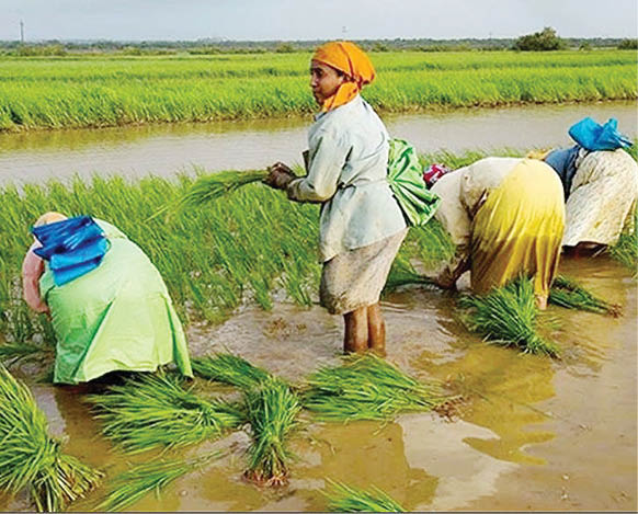स्वयंपूर्ण गोवा आणि शेतीचा वाढता टक्का