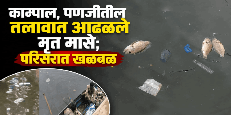 काम्पाल, पणजीतील तलावात आढळले मृत मासे; पर‌िसरात खळबळ