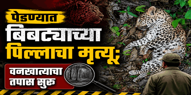 गोव्यात बिबट्याच्या पिल्लाचा संशयास्पद मृत्यू; पर्यावरणप्रेमींकडून चिंता व्यक्त