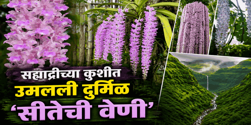 पश्चिम घाटातील जंगलांमध्ये निसर्गाची अनोखी किमया; उमलली 'सीतेची वेणी'