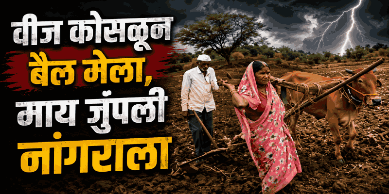 वीज कोसळल्याने बैल मेला; माऊलीने स्वतःला जुंपून घेतले नांगराला!