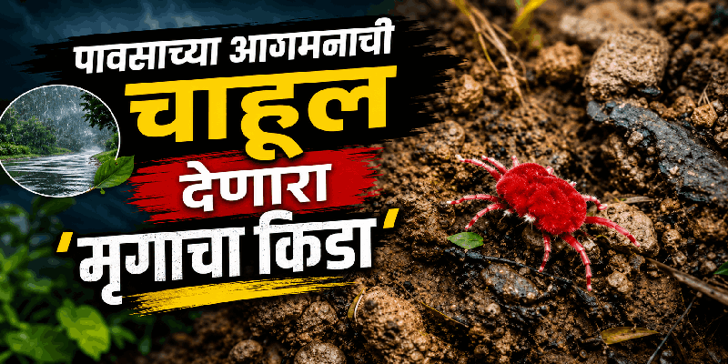 पहिल्या पावसाची चाहूल देणारा 'मृगाचा किडा'