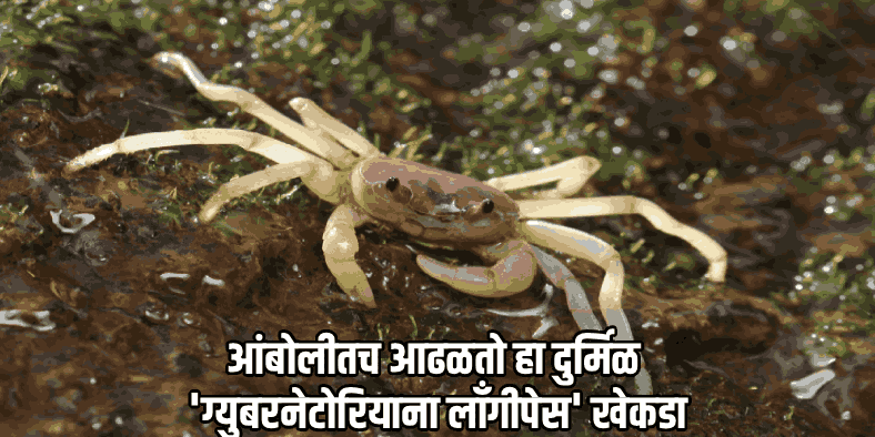 केवळ आंबोलीच्या घाटात आढळणारा दुर्मिळ खेकडा: 'ग्युबरनेटोरियाना लाँगीपेस'