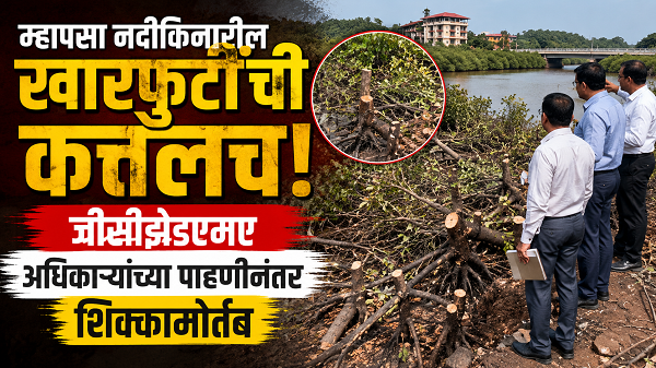म्हापसा नदीकिनारील खारफुटींची कत्तलच!