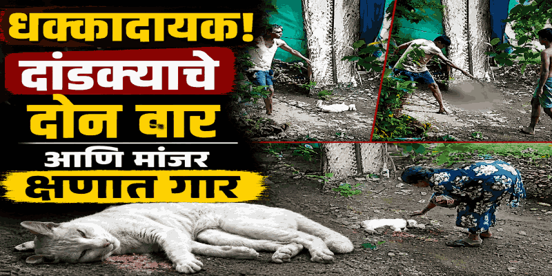 दांडक्याचे दोन वार आणि मांजर क्षणात गार; सुकुर येथील घटनेने प्राणीमित्रांत संताप